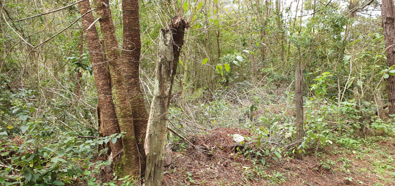 Terreno à venda, 218500m² - Cascatinha,Nova Friburgo